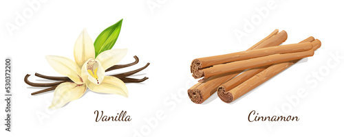 Vanilla and Cinnamon on White Background. Vector Illustration.