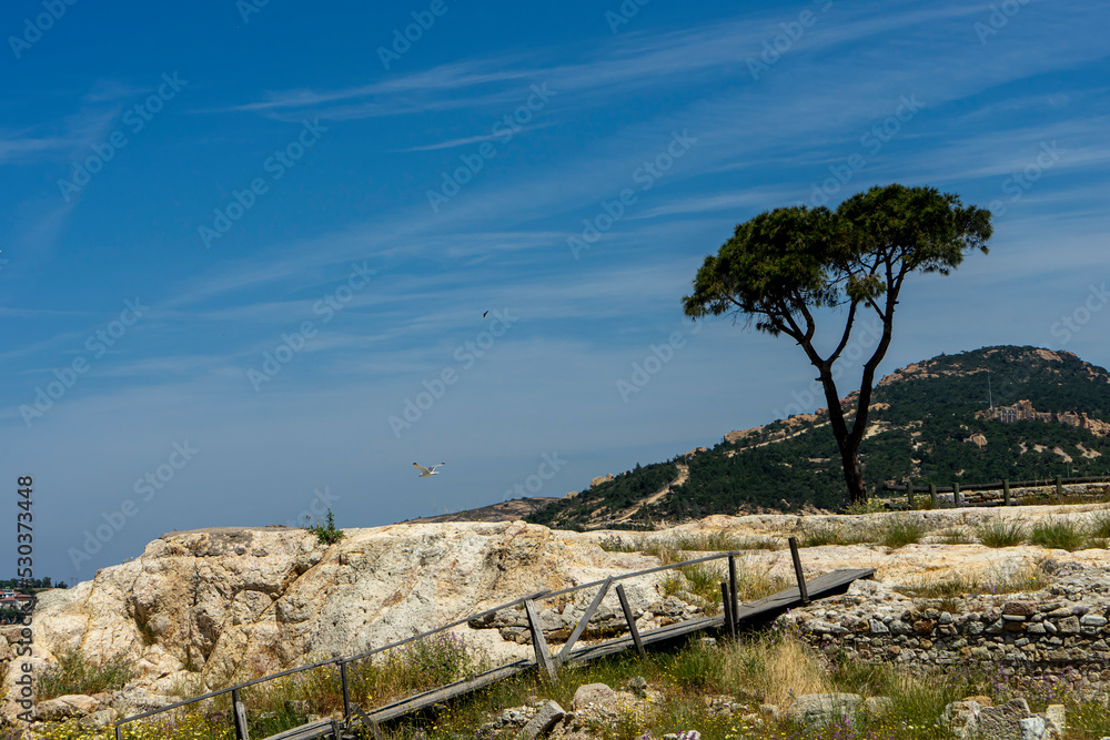 An umbrella pine tree and flying seagull at the Foça Athena temple excavation site. Being strong alone and freedom concept. Pinus pinea, stone or nut pine. Copy space for text.