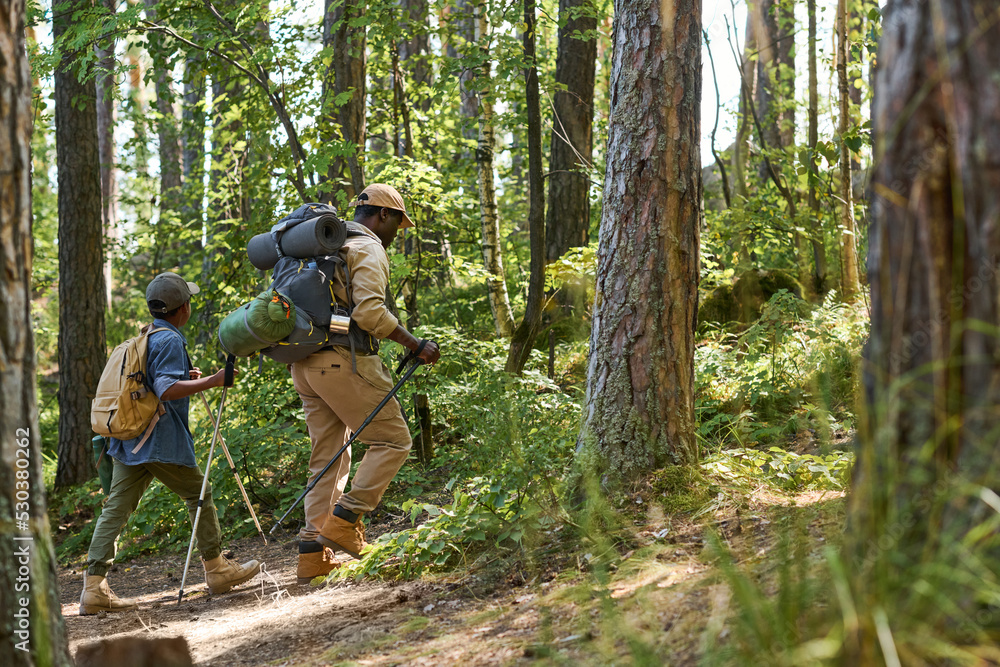 Fototapeta premium Side view of cute schoolboy with rucksack and trekking sticks following his grandfather with backpack while moving uphill between pines