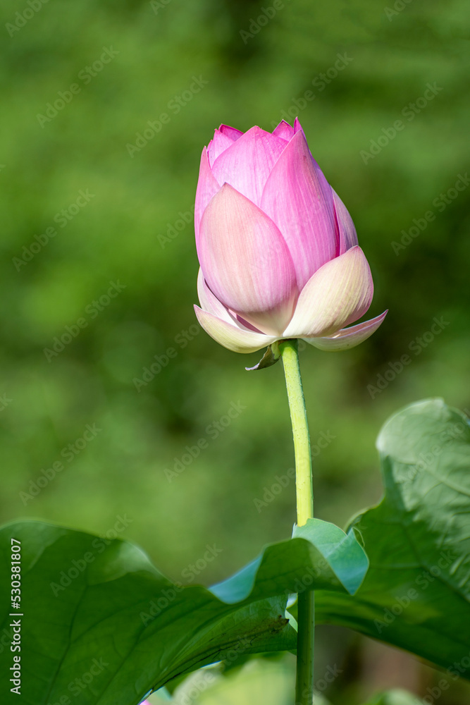 pink rose on green