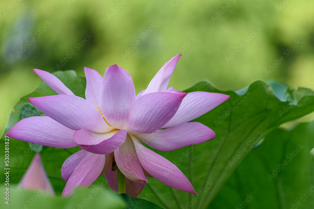 pink lotus flower in garden