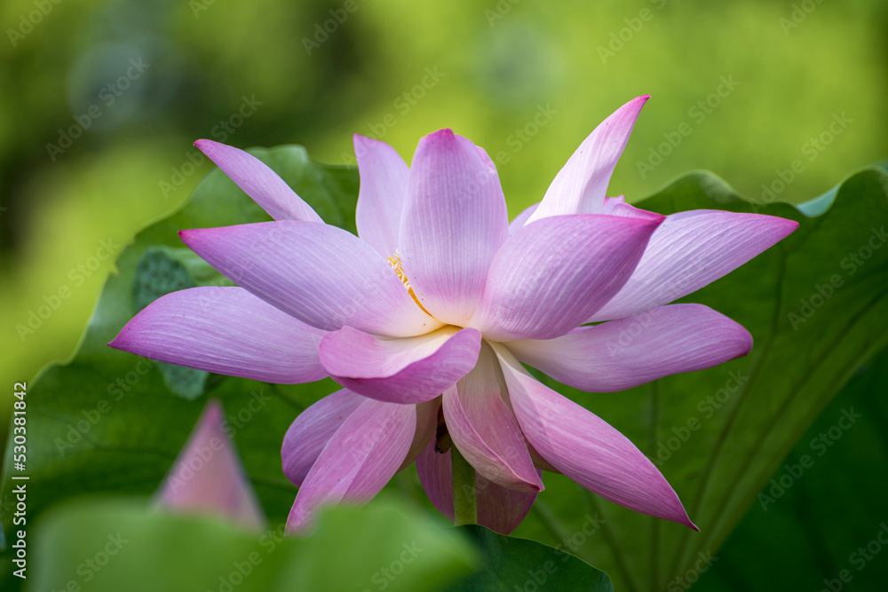 lotus flower in the garden