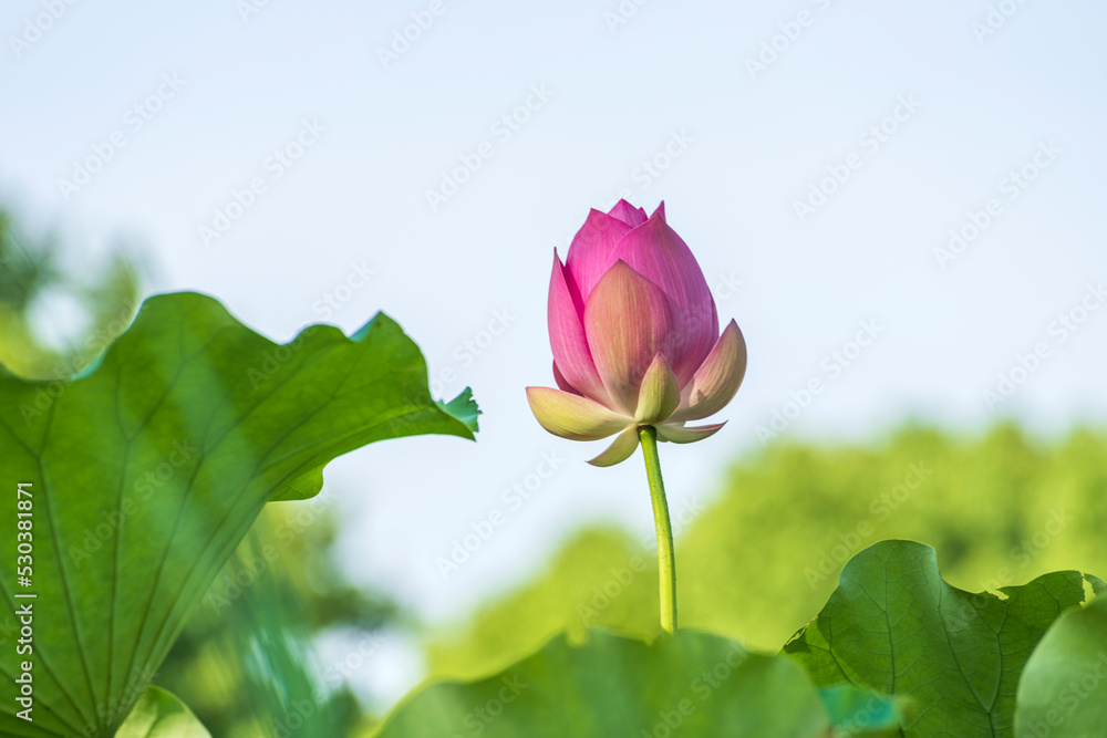 lotus flower in the morning