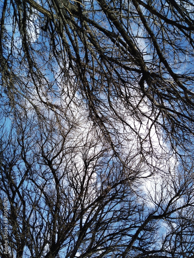 trees and sky trees and sky