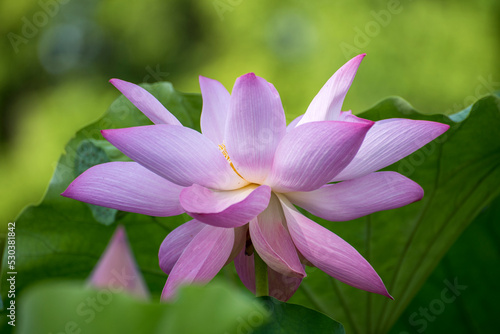 lotus flower in the garden