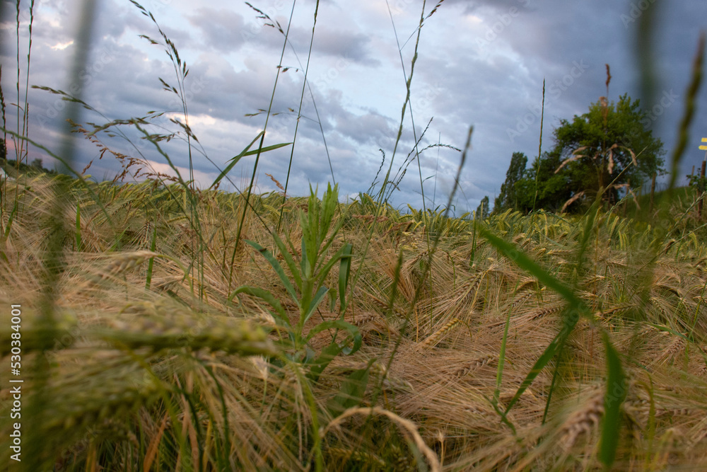 grass and sky