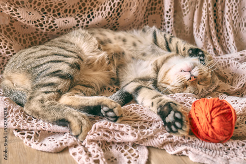 Fototapeta Naklejka Na Ścianę i Meble -  Cute tabby cat with red wool ball sleeping on lace beige blanket. Funny home pet. Concept of relaxing and cozy wellbeing. Sweet dream.