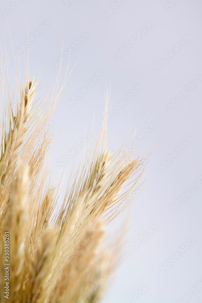 ears of wheat on white background ears of wheat on white background
