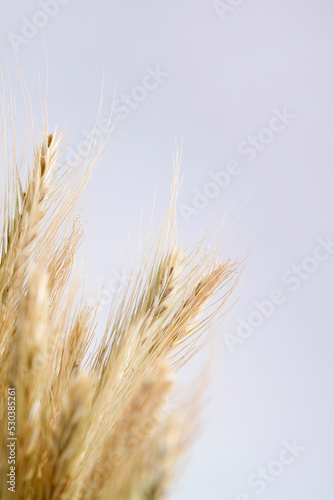 ears of wheat on white background 