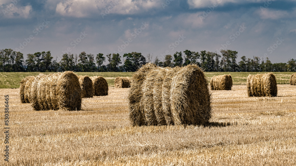 Rolls of scanned straw on harvested September fields.