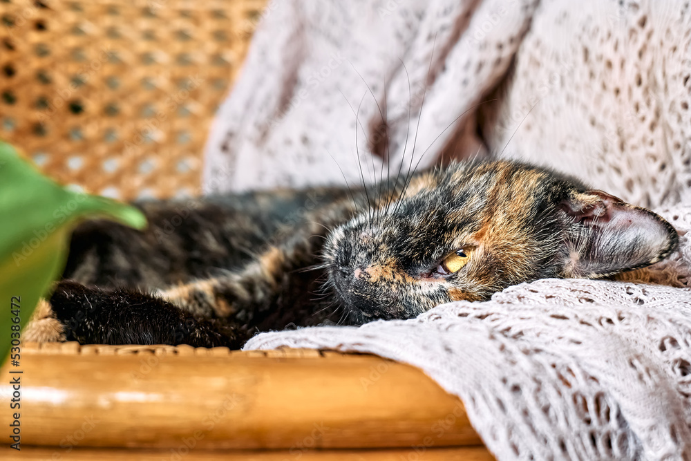 Cute tortoiseshell cat sleeping on lace beige blanket. Funny home pet. Concept of relaxing and cozy wellbeing. Sweet dream.