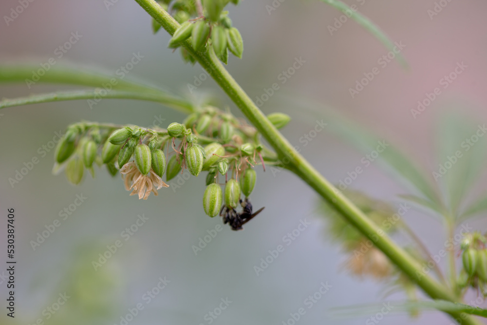 The male hemp flowers are in full bloom and are released to the female plant for fertilization..Male hemp flowers are bred to obtain seeds..Weed cultivation. Cannabis plant. Marijuana medicine leaf. The male hemp flowers are in full bloom and are released to the female plant for fertilization..Male hemp flowers are bred to obtain seeds..Weed cultivation. Cannabis plant. Marijuana medicine leaf.