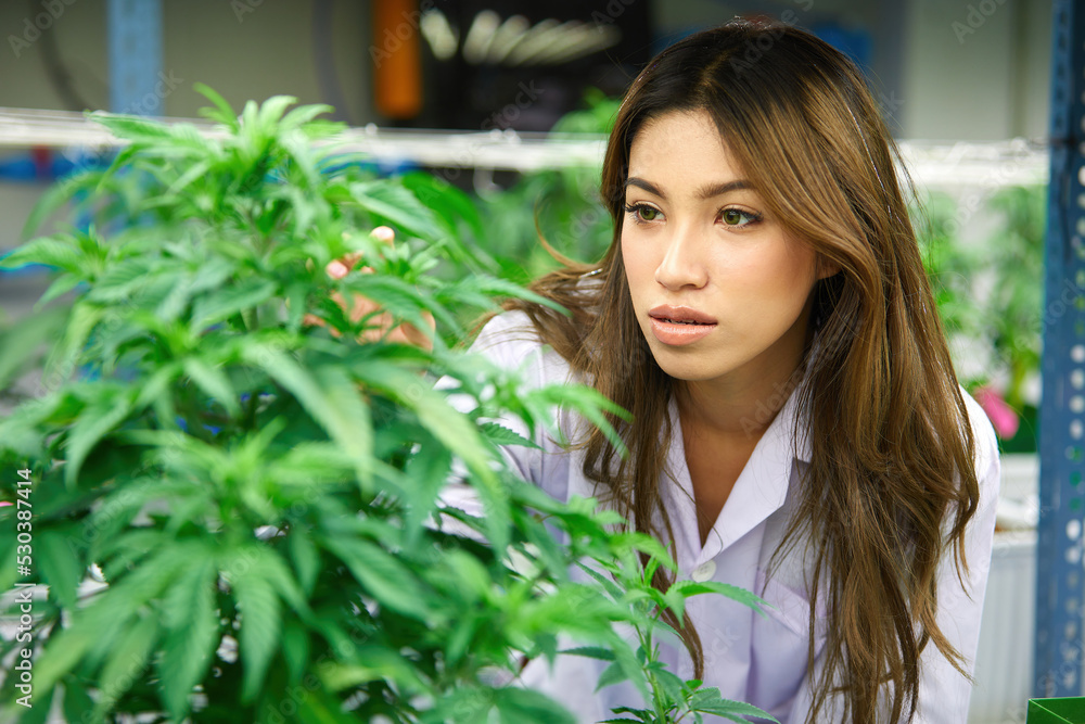 female scientist checking hemp or cannabis plants in the greenhouse female scientist checking hemp or cannabis plants in the greenhouse