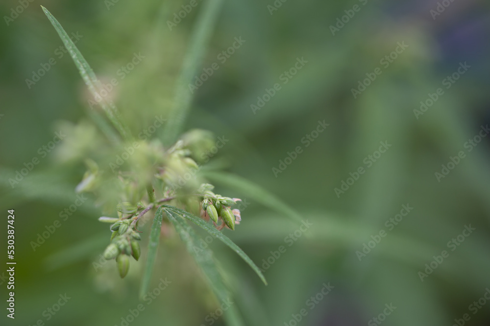 The male hemp flowers are in full bloom and are released to the female plant for fertilization..Male hemp flowers are bred to obtain seeds..Weed cultivation. Cannabis plant. Marijuana medicine leaf. The male hemp flowers are in full bloom and are released to the female plant for fertilization..Male hemp flowers are bred to obtain seeds..Weed cultivation. Cannabis plant. Marijuana medicine leaf.