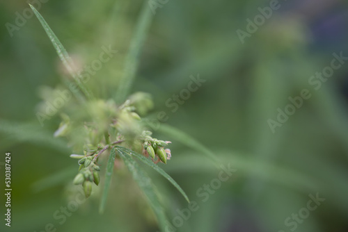 The male hemp flowers are in full bloom and are released to the female plant for fertilization..Male hemp flowers are bred to obtain seeds..Weed cultivation. Cannabis plant. Marijuana medicine leaf. © Narong Niemhom