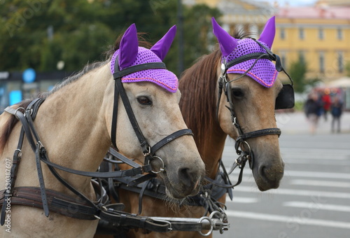 Two horses' heads in harness with foreheads, Palace Square, St. Petersburg, Russia, September 2022