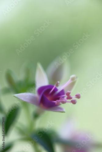 Purple flower in the form of a crown.