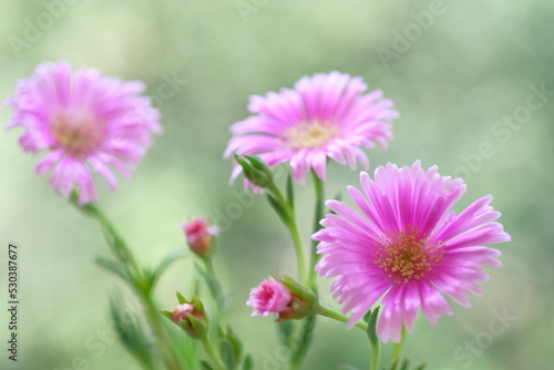 Pale purple daisies in a summer garden. © Soyka