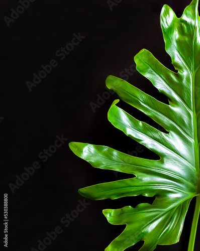 Green tropical leaf closeup on black background
