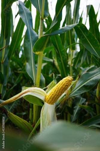 silage corn