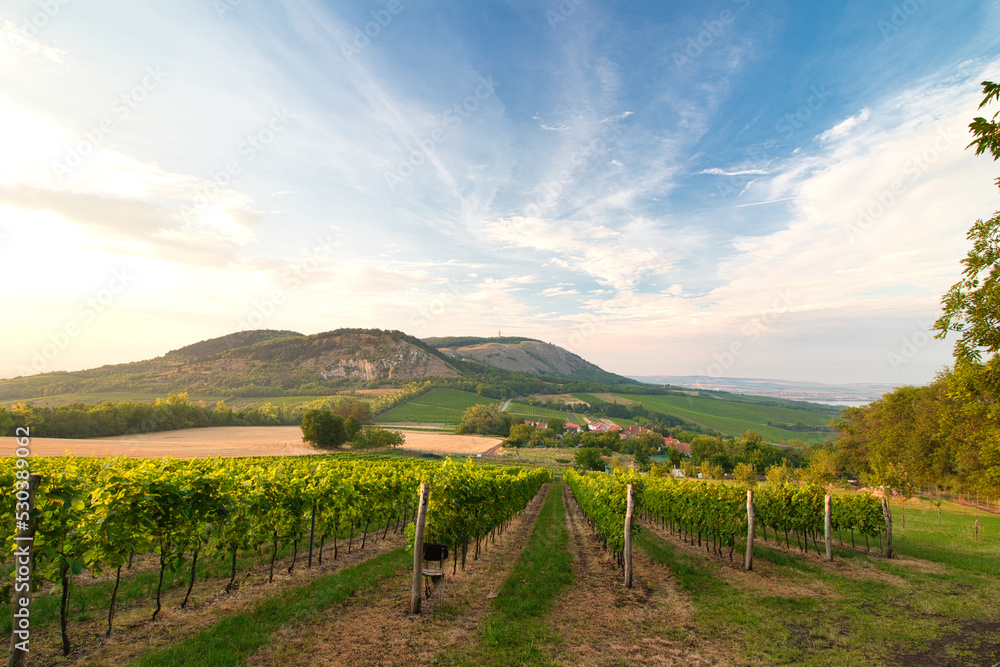 View over vineyard in Moravia region, Pálava. Czech Republic.