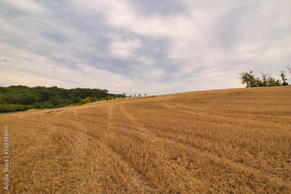 A stubble field, latter summer cloudy day. Moravia region.