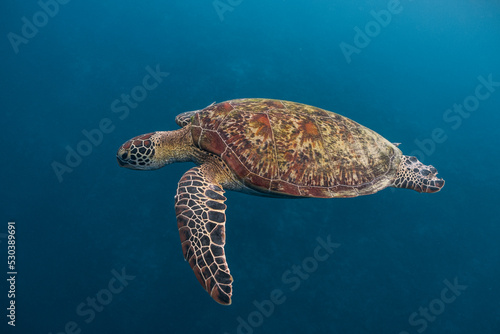 Green sea turtle (Chelonia mydas) swimming close to the surface.