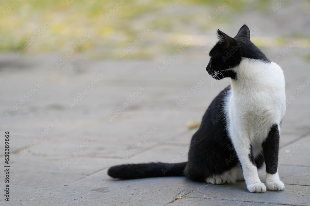 the cat. black and white cat standing on a sidewalk. the cat. black and white cat standing on a sidewalk.