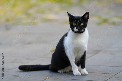 the cat. black and white cat standing on a sidewalk. © samy