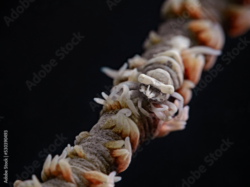 Anker`s whip coral shrimp (Pontonides ankeri) photo