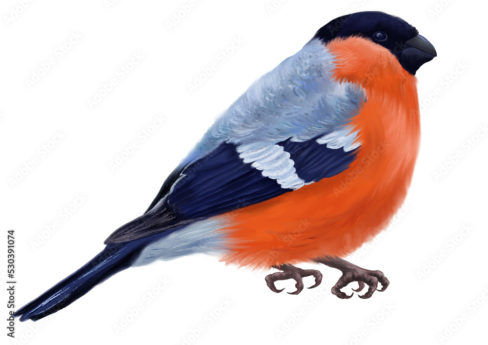 Fototapeta premium Digital card with wild bird bullfinch. With transparent layer.
