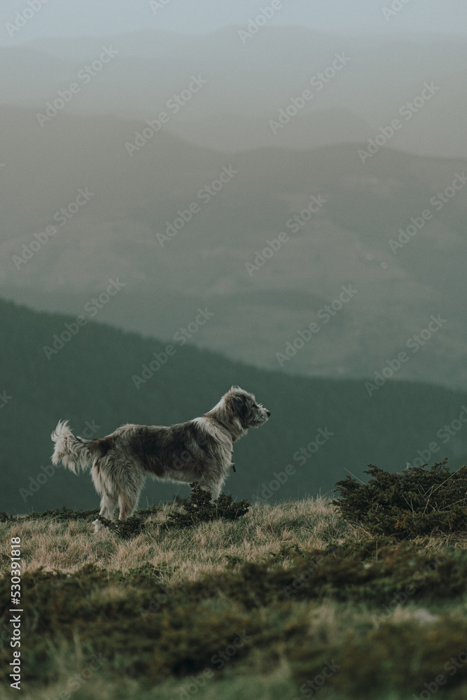 Naklejka premium Mountain dog