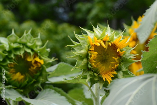 Sunflowers opening in a garden with blurred background