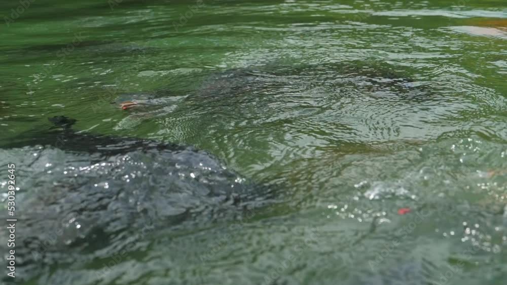 Fish splash in the pond. Feeding process. Multicolored Koi Fish Fish splash in the pond. Feeding process. Multicolored Koi Fish