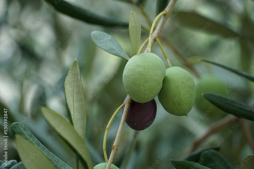 A sprig of an olive branch with ripe fruits of green and black olives A sprig of an olive branch with ripe fruits of green and black olives