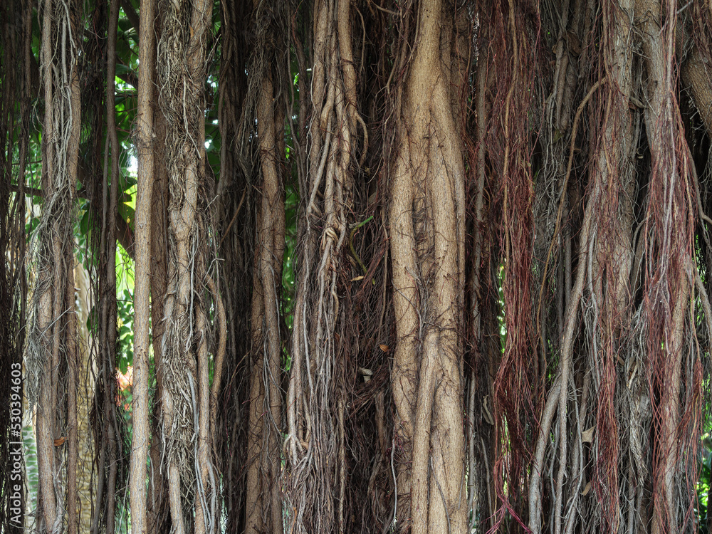 Abstract background with natural pattern of aerial roots of the tropical plant of Ficus Benghalensis, known as Indian banyan tree or banyan fig.