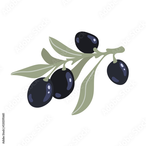 Olive tree branch with ripe fruits and leaves. Flat vector graphics.
