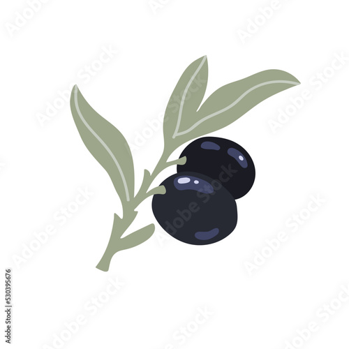 Olive tree branch with ripe fruits and leaves. Flat vector graphics.