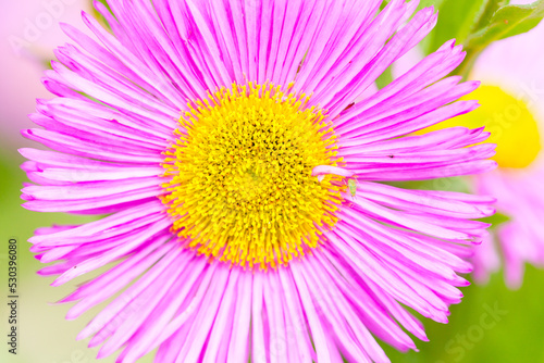 Mexican fleabane or Erigeron karvinskianus in flower. Pink with yellow heart in the daisy family  Asteraceae 