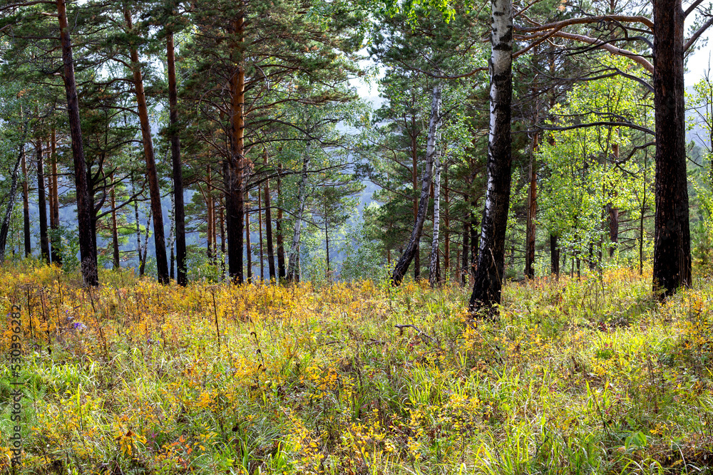 Autumn landscape, pine forest and lush yellow grass. Autumn landscape, pine forest and lush yellow grass.
