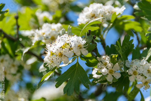 Beautiful White Azarole Flowers