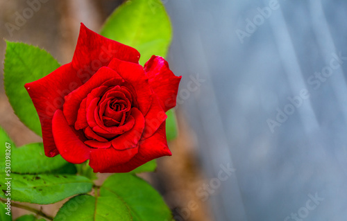 Bright red rose bud