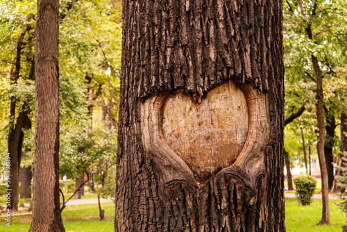 Wallpaper Mural a heart carved into the bark of a tree. Torontodigital.ca