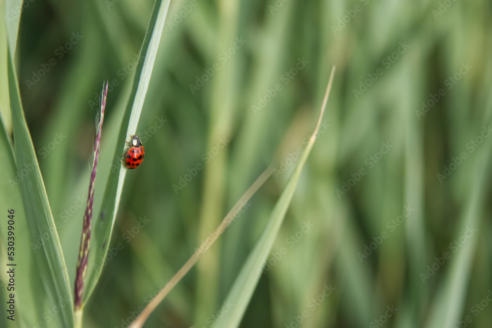 Ladybug close-up crawling on a blade of grass Ladybug close-up crawling on a blade of grass