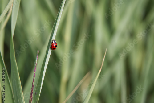 Ladybug close-up crawling on a blade of grass