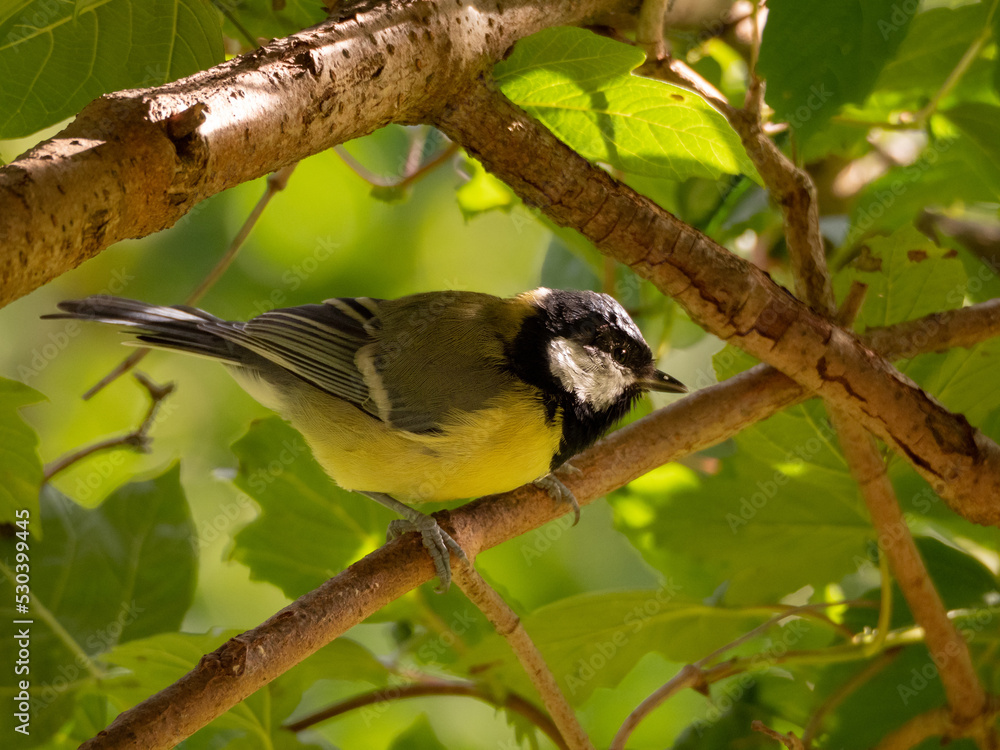 Obraz premium Great titmouse in the forest.