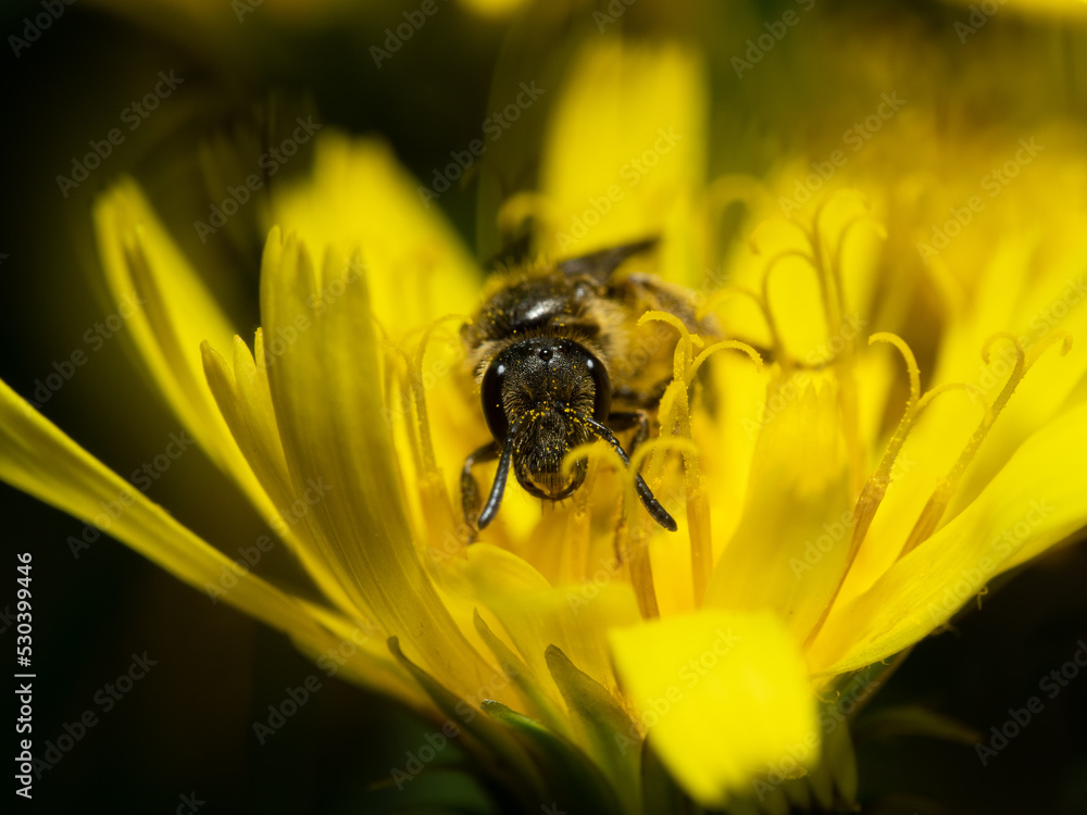 Bee in a flower. Bee in a flower.