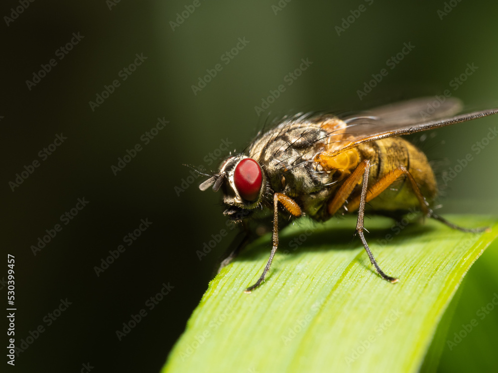 Fly sitting on a plant. Fly sitting on a plant.