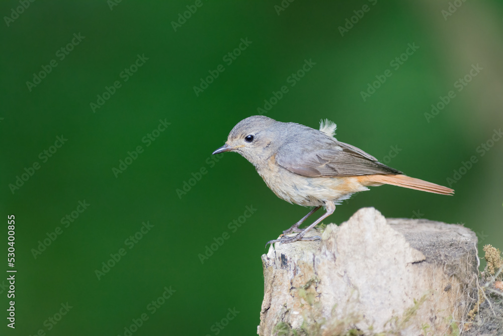 Female Redstart, Phoenicurus Phoenicurus, on a tree stump in a woodland setting Female Redstart, Phoenicurus Phoenicurus, on a tree stump in a woodland setting