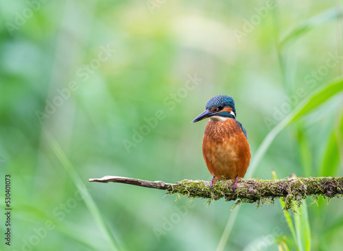 Eurasian Kingfisher, Alcedo Atthis, perched on a lichen covered tree branch